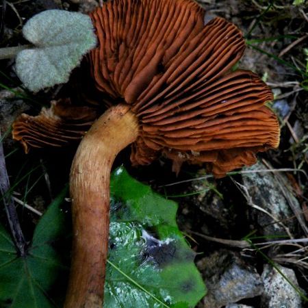 Cortinarius malicorius